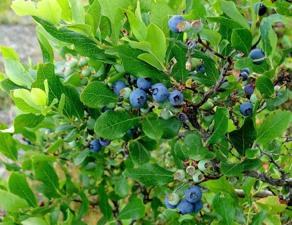 Highbush-Blueberry